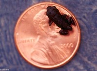 : Bufo americanus americanus; Eastern American Toad