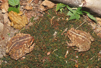 : Bufo americanus; American Toad