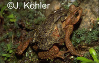 : Bufo quechua