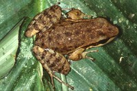 : Hylodes perplicatus