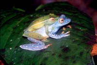 : Hypsiboas rufitelus