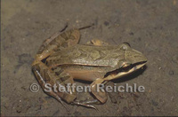 : Leptodactylus mystaceus