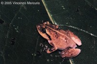 : Platypelis tuberifera