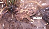 : Proceratophrys avelinoi