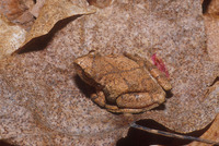 : Pseudacris crucifer; Spring Peeper