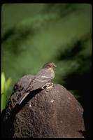 : Carpodacus mexicanus; House Finch