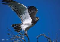 : Circaetus pectoralis; Black-chested Snake Eagle