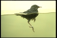 : Cinclus mexicanus; American Dipper