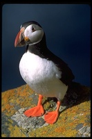 : Fratercula arctica; Atlantic Puffin