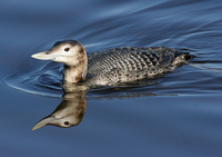 : Gavia adamsii; Yellow-billed Loon