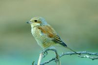 : Lanius collurio; Red-backed Shrike