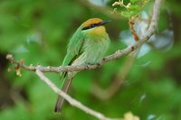 : Merops boehmi; Bohm's Bee-eater