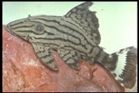 : Panaque nigrolineatus; Royal Panaque