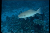 : Plectropomus maculatus; Spotted Coralgrouper