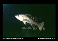 : Sebastes flavidus