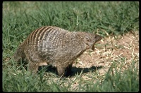 : Mungos mungo; Banded Mongoose