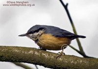 : Sitta europaea ssp. caesia; Eurasian Nuthatch