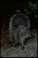 : Sciurus griseus; Western Gray Squirrel