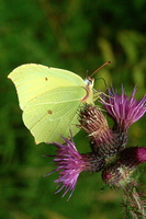 : Gonepteryx rhamni