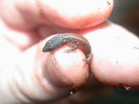 : Leposoma southi; Northern Spectacled Lizard