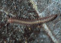 : Tingupa benedictae; Millipede