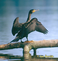 Photo of kormorán velký, Great Cormorant, Kormoran, Phalacrocorax carbo