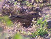 Pink-browed Rosefinch (Carpodacus rodochrous) 2005. január 15. Mangoli Valley