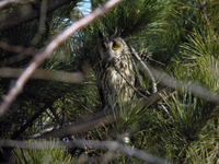 칡부엉이 Asio otus | long-eared owl