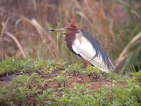 흰날개해오라기 Ardeola bacchus | Chinese pond heron