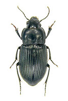 ヒロゴモクムシ 12 exs. [ Harpalus corporosus (MOTSCHULSKY) ]