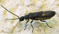 Malthodes mysticus