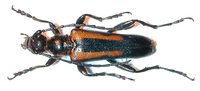 Strangalepta abbreviata