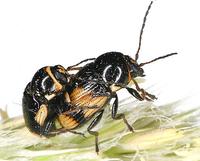 Cryptocephalus moraei