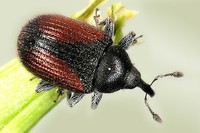Rhinusa bipustulata