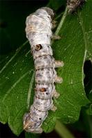 Bombyx mori - Domestic Silkmoth