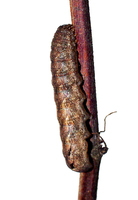 Xestia ditrapezium - Triple-spotted Clay