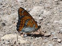 Limenitis populi - Poplar Admiral