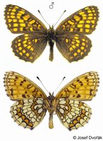 Melitaea athalia - Heath Fritillary