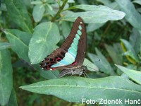 Graphium sarpedon - Blue Triangle