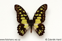 Graphium tynderaeus