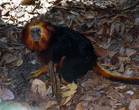 Golden-headed lion tamarin (Leontopithecus chrysomelas)