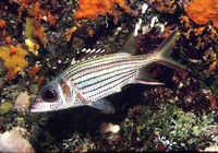 Neoniphon sammara, Sammara squirrelfish: fisheries, aquarium, bait