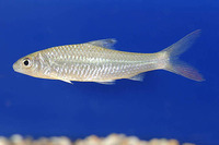 Discherodontus halei, :