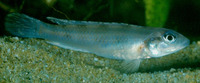 Lamprologus werneri, :