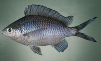 Chromis randalli, Randall's chromis: