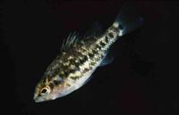 Nannoperca variegata, Golden pygmy perch: aquarium