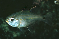 Siphamia mossambica, Sea urchin cardinal: