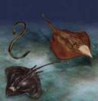 Myxine garmani, :