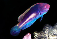 Cirrhilabrus luteovittatus, Yellowband wrasse: