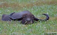 Image of: Bubalus bubalis (water buffalo)